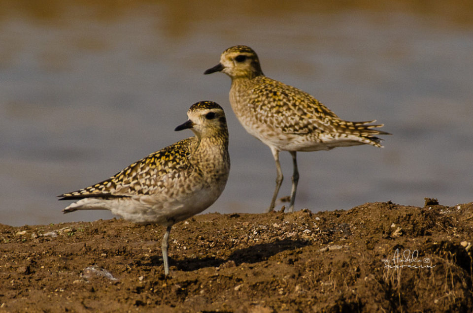 Nandur Madhyameshwar Bird Watching Tour at Zenith Odysseys in Pune - HighApe