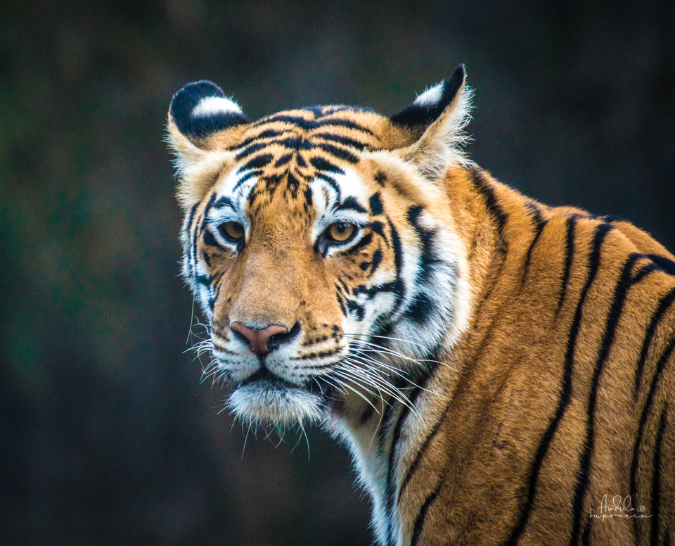 12 Things You Must Know Before Visiting Kanha National Park